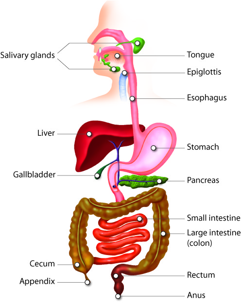 Food nutrients essay