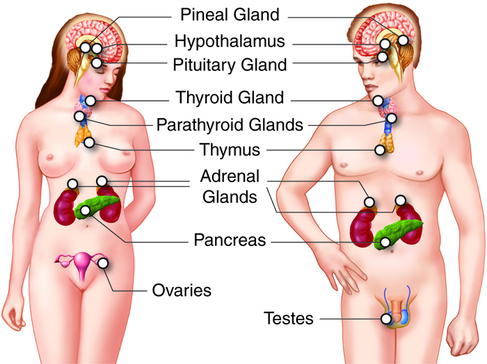 Endocrine Glands