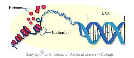 DNA wrapped around histones and condensed into strands of chromosomes.