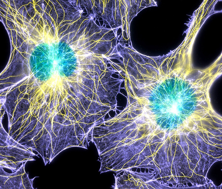 living cells