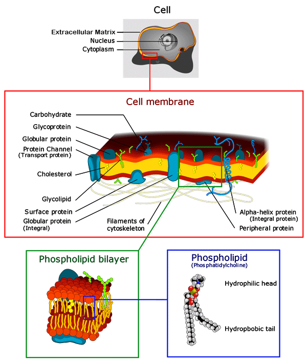 membrane components