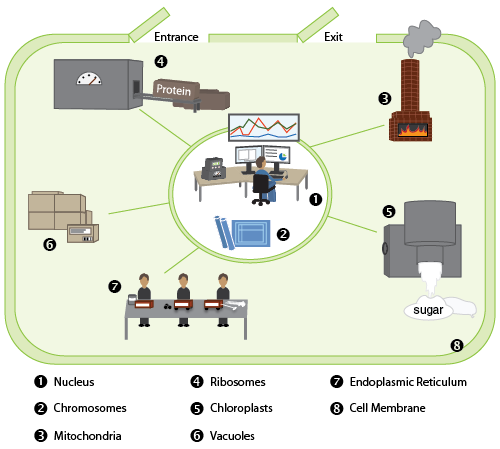 plant cell depicted as a factory.