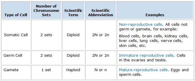 Table summarizing characteristics of somatic, germ, and gamete cells.