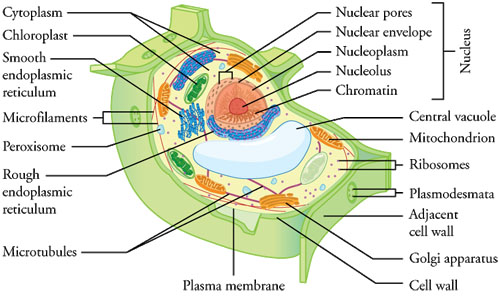 typical eukaryotic plant cell
