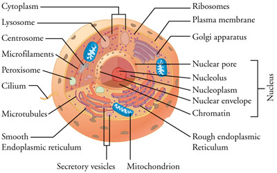 typical animal cell (eukaryotic)