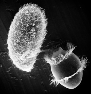 Protists Cells