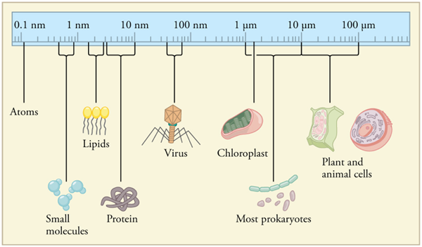 comparison of cell sizes