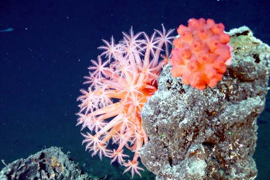 image of coral