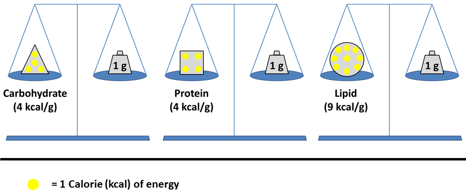 Comparison of caloric value of carbs, proteins and lipids
