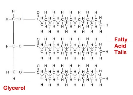 Structure of a triglyceride