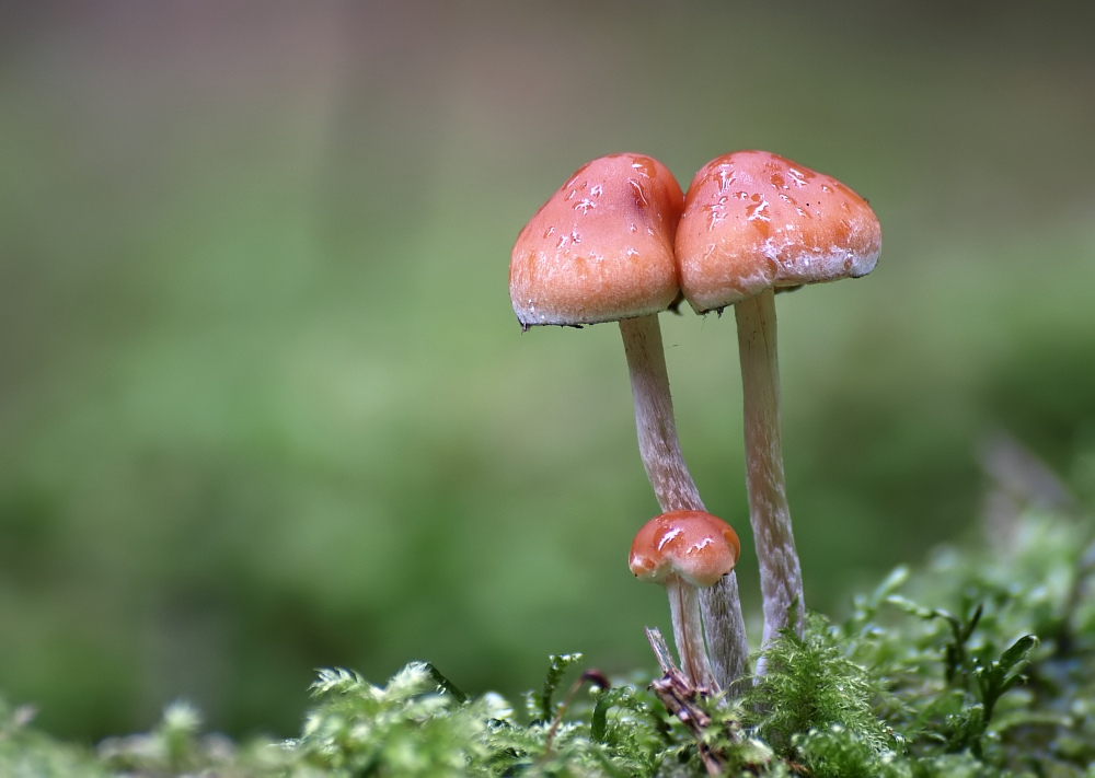 image of a mushroom