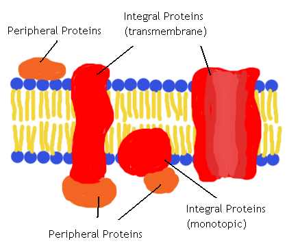 membrane proteins