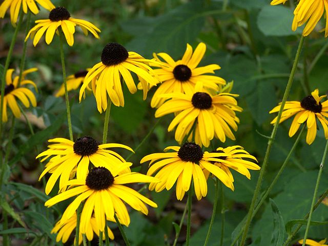 image of daisies