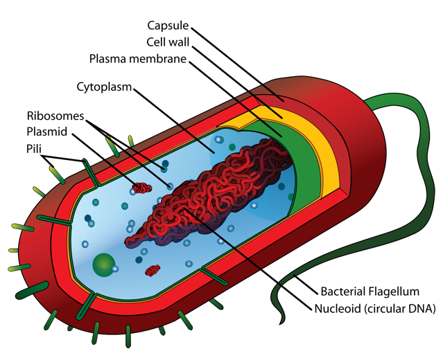 bacterial cell