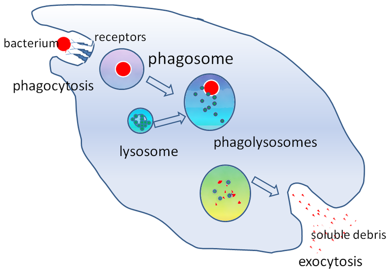 phagocytosis of a bacterium