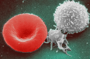 human red blood cell