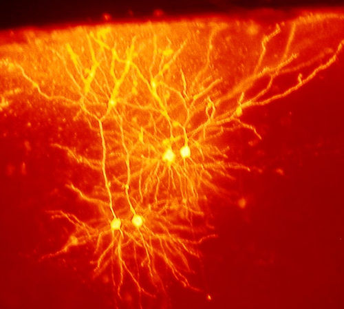 mouse neurons