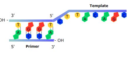 Perfect substrate for DNA Polymerase