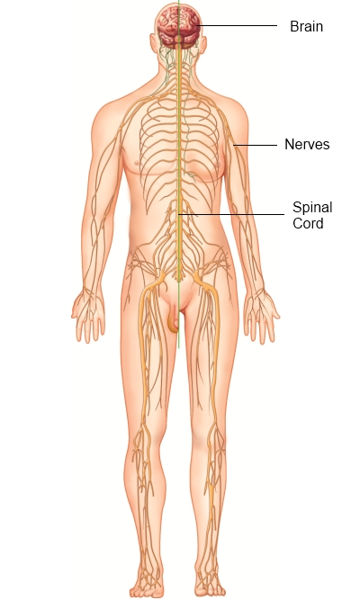 The Central Nervous System consists of the brain and the spinal cord. The CNS controls all processing and interpretation of sensory information and responding to the information.