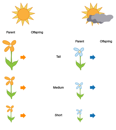 Image shows orange plants grow in good lighting conditions, while blue plants receive less sunlight.