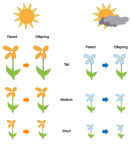 Image shows parents and offspring of both orange plants and blue plants.