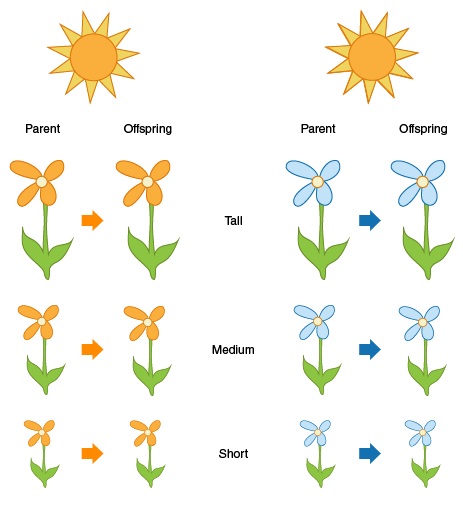 Image shows orange and blue plants growing in good lighting conditions.