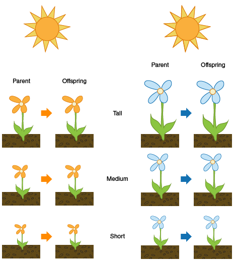 Image shows orange and blue plants in the same, new soil conditions.