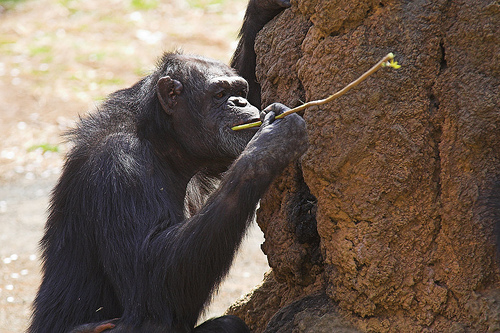 A chimpanzee uses a twig as a tool to get termites.