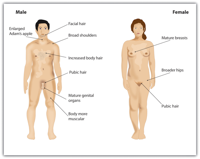 Primary and Secondary Sex Characteristics.