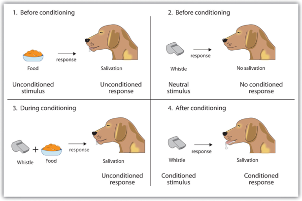 Before conditioning, the unconditioned stimulus (US) naturally produces the unconditioned response (UR). Top right: Before conditioning, the neutral stimulus (the whistle) does not produce the salivation response. Bottom left: The unconditioned stimulus (US), in this case the food, is repeatedly presented immediately after the neutral stimulus. Bottom right: After learning, the neutral stimulus (now known as the conditioned stimulus or CS), is sufficient to produce the conditioned responses (CR).