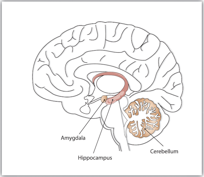 Schematic Image of Brain with Hippocampus, Amygdala, and Cerebellum Highlighted