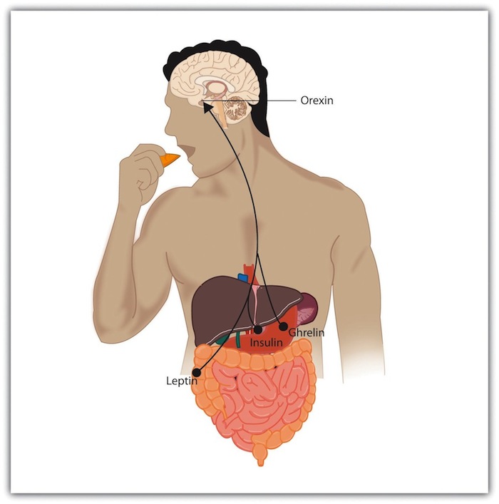 Insulin, secreted by the pancreas, controls blood glucose; leptin, secreted by fat cells, monitors energy levels; orexin, secreted by the hypothalamus, triggers hunger; ghrelin, secreted by an empty stomach, increases food intake.