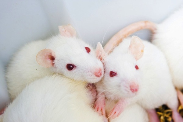 These “knockout” mice are participating in studies in which some of their genes have been deactivated to determine the influence of the genes on behavior.