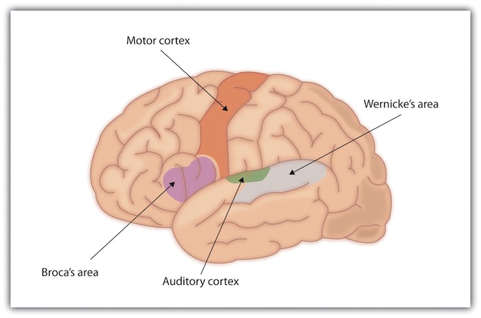 Drawing of Brain Showing the Broca and Wernicke Areas