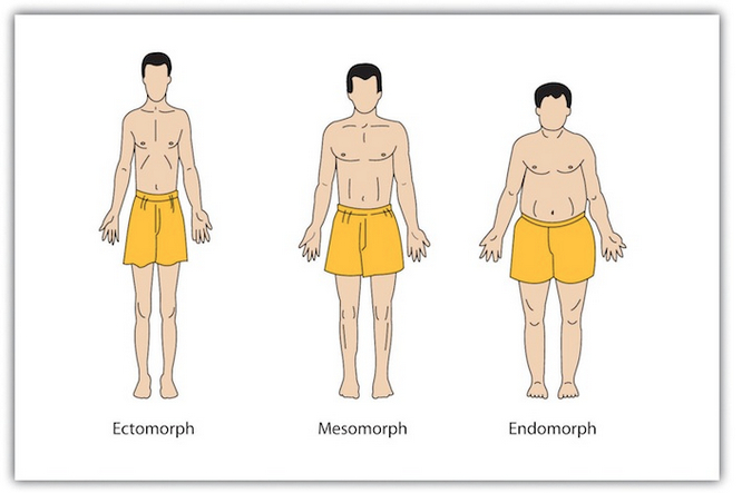 William Sheldon erroneously believed that people with different body types had different personalities.