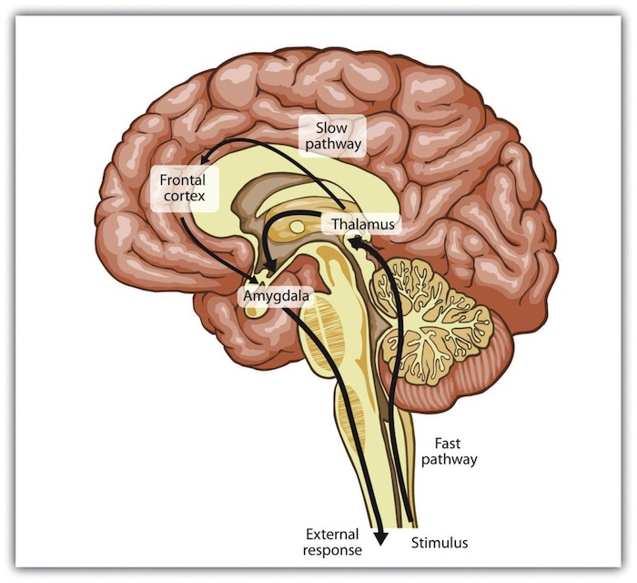 Slow and Fast Emotional Pathways