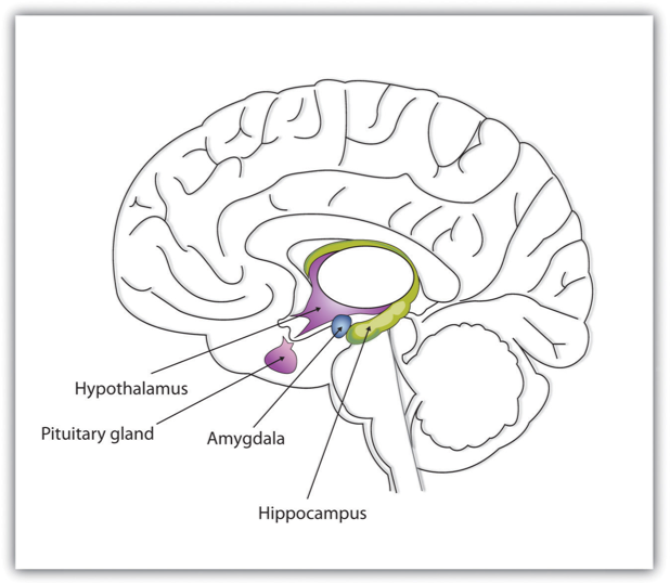 The Limbic System