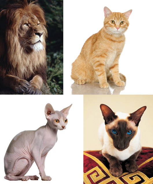Category members vary in terms of their prototypicality. Some cats are better members of the category than are others.
