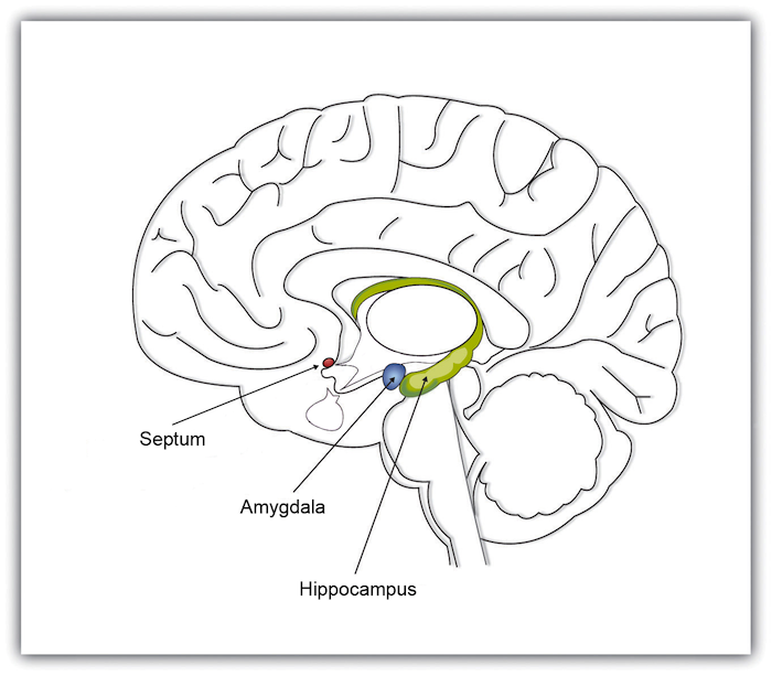 The Limbic System. The amygdala helps assign emotional intensity to a given situation and helps us channel emotional energy into a behavior. The septum inhibits emotions, and the hippocampus is related more to memory than to emotion.
