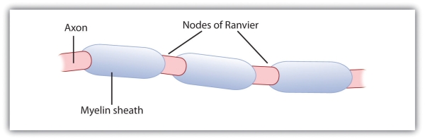 The myelin sheath wraps around the axon but also leaves small gaps called the nodes of Ranvier. The action potential jumps from node to node as it travels down the axon.