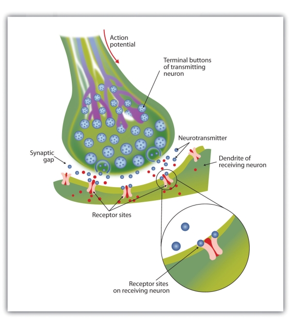 When the nerve impulse reaches the terminal button, it triggers the release of neurotransmitters into the synapse. The neurotransmitters fit into receptors on the receiving dendrites in the manner of a lock and key.