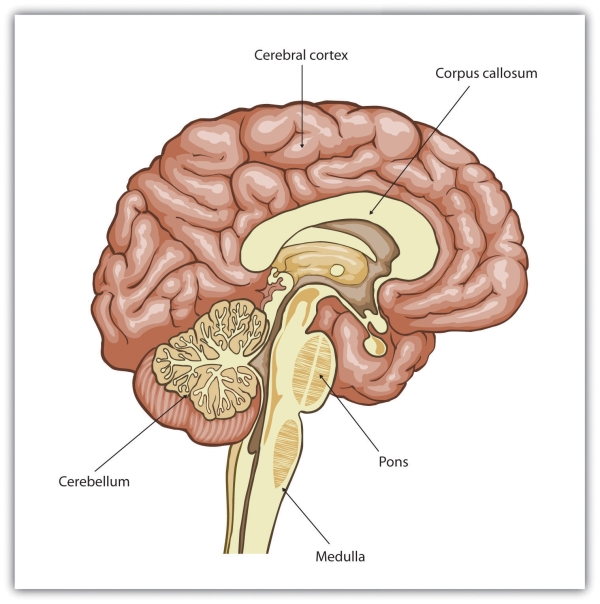 Humans have a very large and highly developed outer brain layer known as the cerebral cortex. The cortex provides humans with excellent memory, outstanding cognitive skills, and the ability to experience complex emotions.