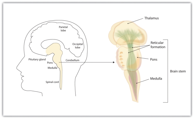 The brain stem is an extension of the spinal cord, including the medulla, the pons, the thalamus, and the reticular formation.