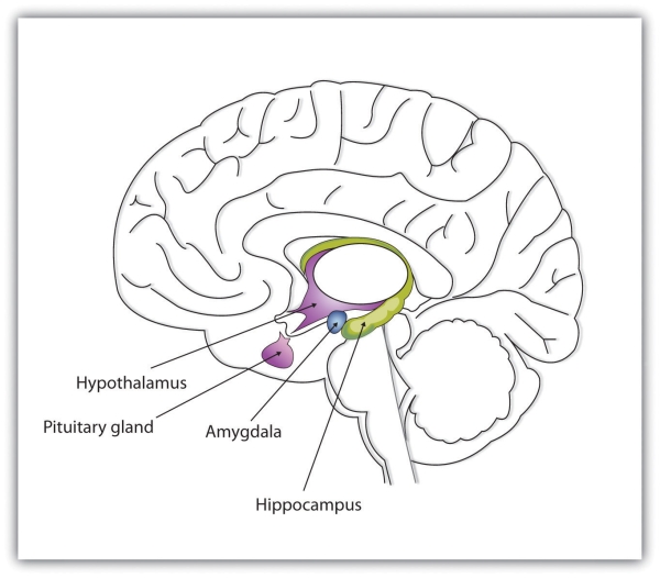 This diagram shows the major parts of the limbic system, as well as the pituitary gland, which is controlled by it.