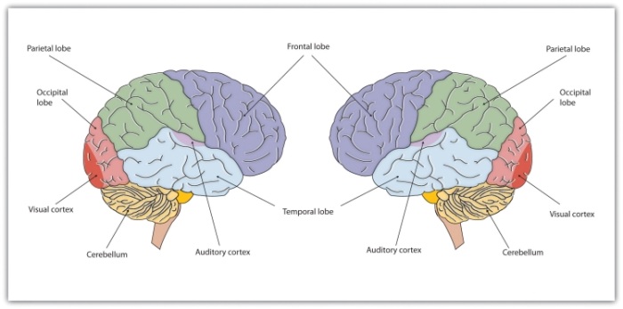 The brain is divided into two hemispheres (left and right), each of which has four lobes (temporal, frontal, occipital, and parietal). Furthermore, there are specific cortical areas that control different processes.