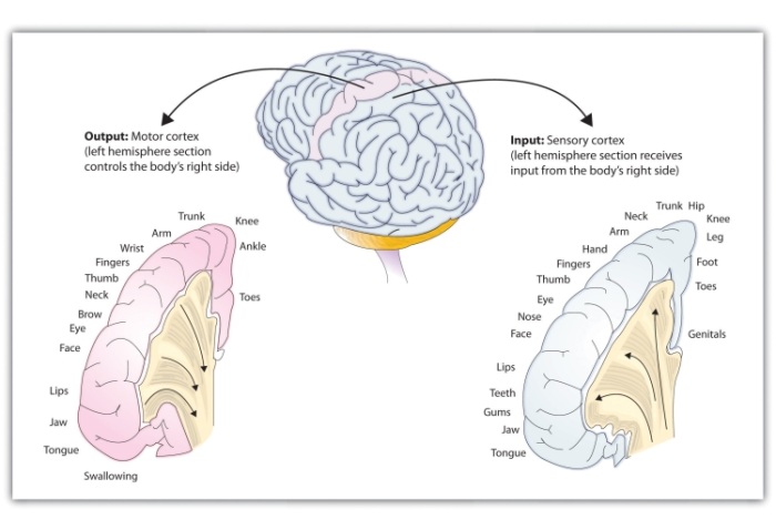 The portion of the sensory and motor cortex devoted to receiving messages that control specific regions of the body is determined by the amount of fine movement that area is capable of performing. Thus the hand and fingers have as much area in the cerebral cortex as does the entire trunk of the body.