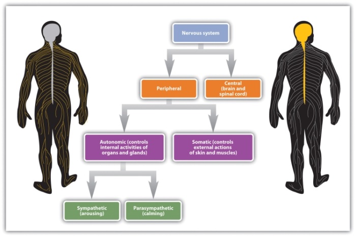 The Functional Divisions of the Nervous System