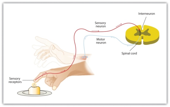 The central nervous system can interpret signals from sensory neurons and respond to them extremely quickly via the motor neurons without any need for the brain to be involved. These quick responses, known as reflexes, can reduce the damage that we might experience as a result of, for instance, touching a hot stove.