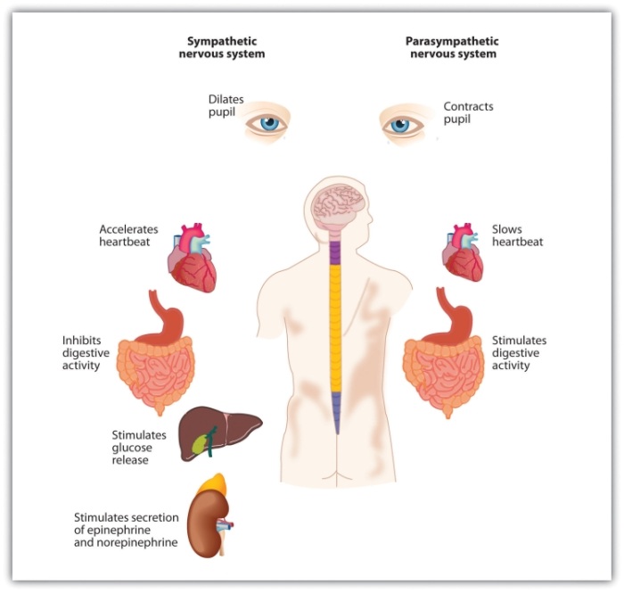 The autonomic nervous system has two divisions: The sympathetic division acts the energize the body, preparing it for action. The parasympathetic division acts to calm the body, allowing it to rest.