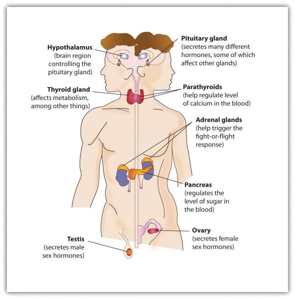 The Major Glands of the Endocrine System (male shown on the left and female on the right).